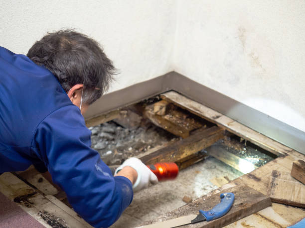 Best Basement Mold Remediation in Tell City, IN