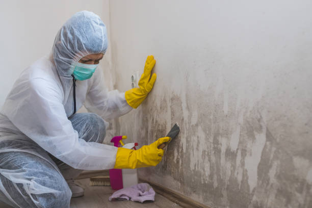 Best Industrial Mold Remediation in Tell City, IN