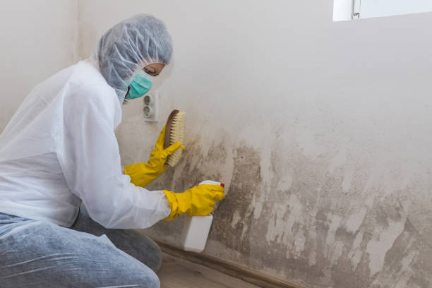 Best DIY Mold Remediation Support Services in Tell City, IN