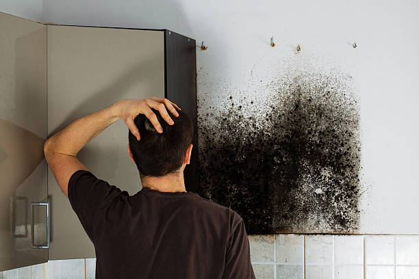 Best Crawl Space Mold Remediation in Tell City, IN