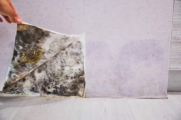 Best Black Mold Remediation in Tell City, IN